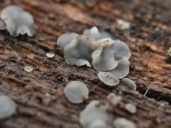 Orbiliomycetes