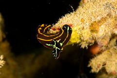 Tambja affinis