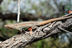 Long-Tailed Brush Lizard photo 2