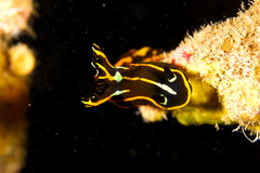Tambja affinis