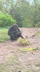 Gorilla gorilla