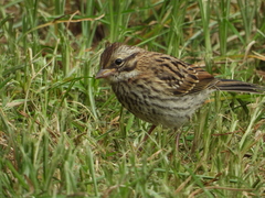 Zonotrichia capensis