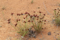 Cyperus rupestris