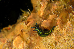 Tambja affinis