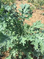 Brassica oleracea acephala