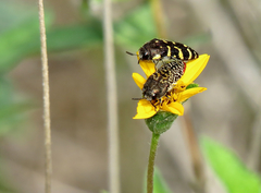 Acmaeodera macra