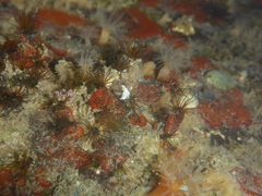 Dodecaceria fewkesi