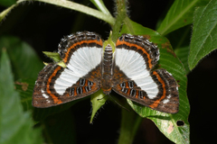 Synargis paulistina
