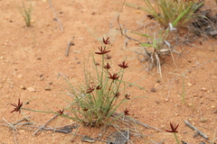 Cyperus rupestris