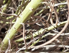 Asteromyia chrysothamni