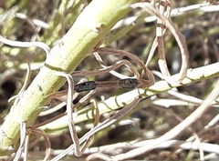 Asteromyia chrysothamni