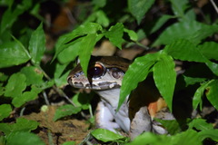 Leptodactylus savagei image