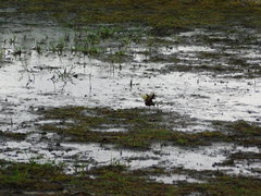 Jacana jacana