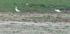 Bubulcus ibis