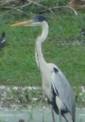 Ardea cocoi