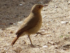 Furnarius rufus
