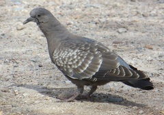 Patagioenas maculosa