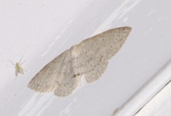 Cyclophora pendulinaria