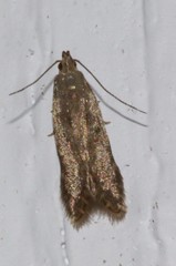 Monochroa absconditella