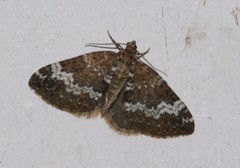 Perizoma alchemillata