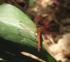Trithemis arteriosa