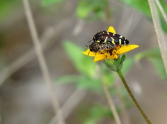Acmaeodera macra