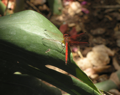 Trithemis arteriosa