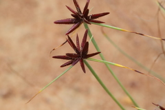 Cyperus rupestris