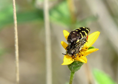 Acmaeodera macra