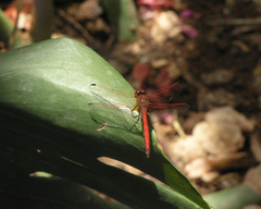 Trithemis arteriosa