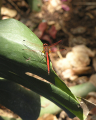 Trithemis arteriosa