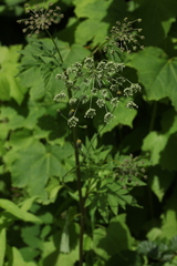 Selinum physospermifolium