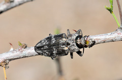 Chrysobothris merkelii