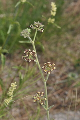 Oxypetalum arnottianum