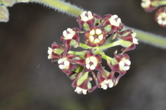 Oxypetalum arnottianum