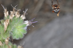 Epanthidium