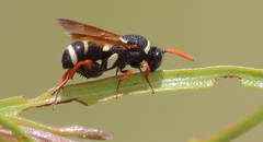 Leucospis hopei