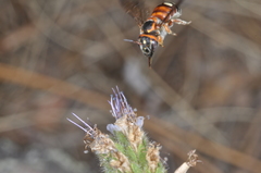 Epanthidium