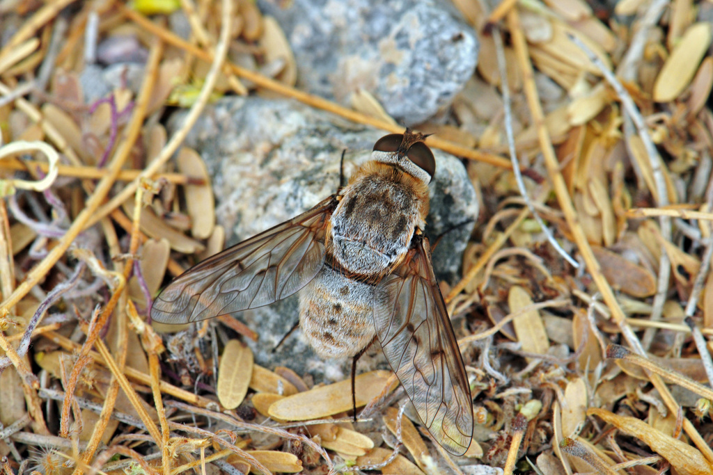 Paravilla cinerea
