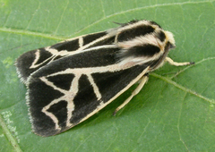 Apantesis figurata