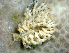 Phestilla minor