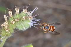 Epanthidium
