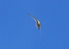 Aeronautes andecolus