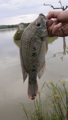 Oreochromis andersonii
