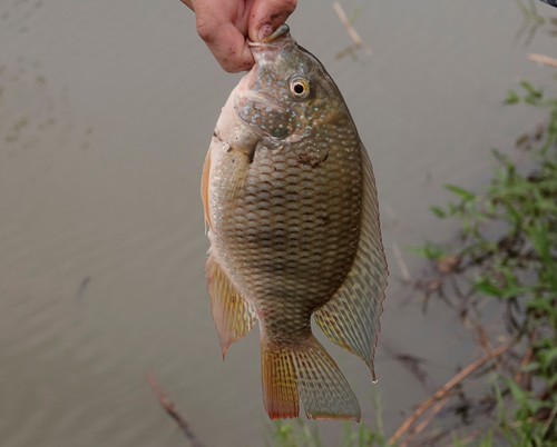 Blue tilapia (Coptodon rendalli) — Cichlidae — 2
