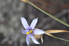 Sisyrinchium chilense