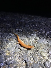 Eurycea chamberlaini