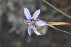Sisyrinchium chilense