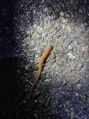 Eurycea chamberlaini