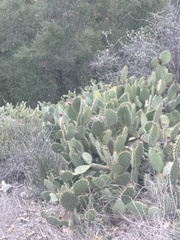 Campylorhynchus brunneicapillus sandiegensis